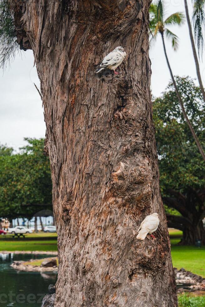 A textured tree trunk hosts two birds, one white with black markings and one fully white, surrounded by palm trees, greenery, and a small water body. photo