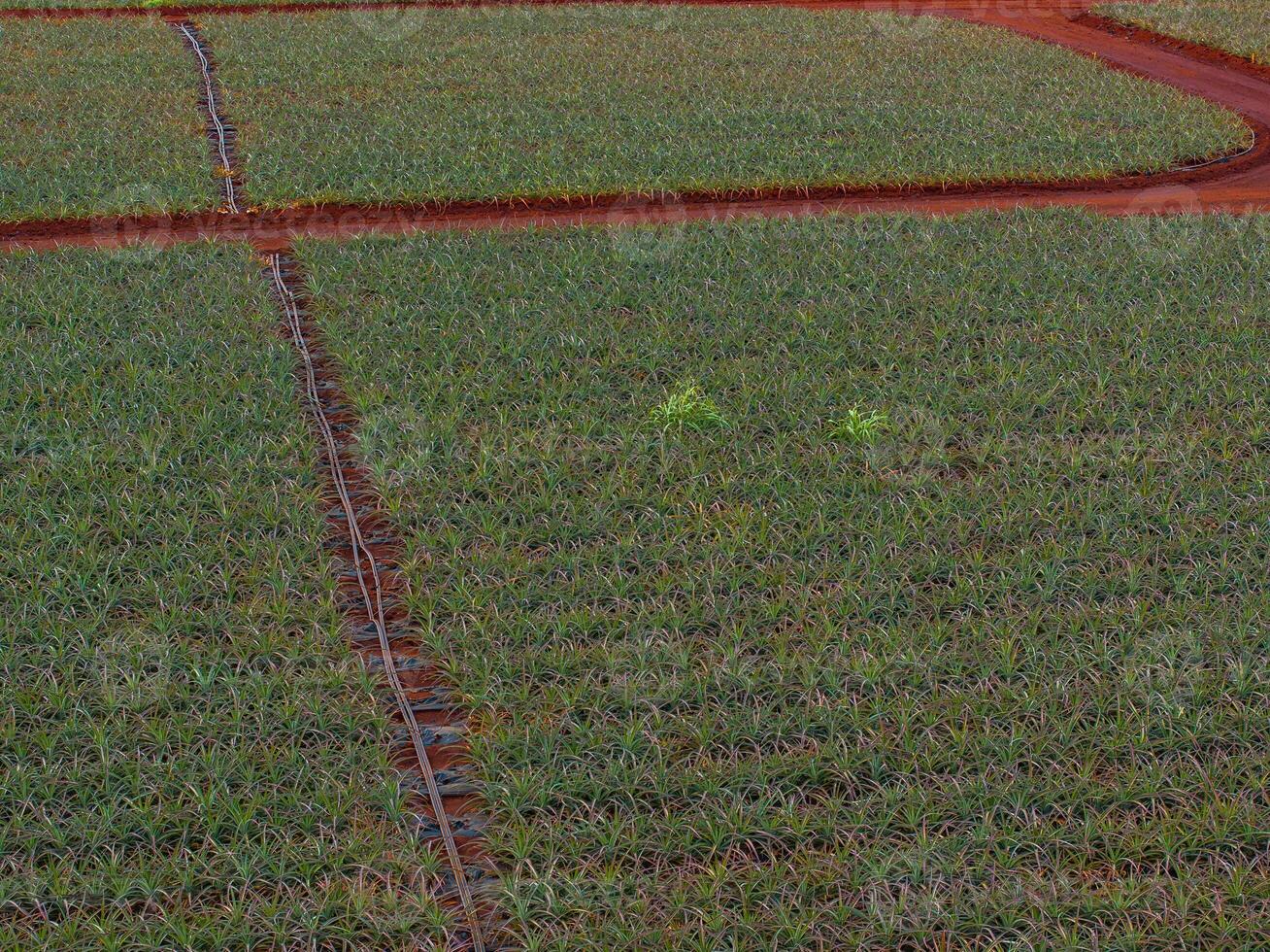 Neatly arranged rows of pineapple plants at Dole plantation on Oahu, Hawaii. Red soil contrasts with green foliage, with a track cutting through. photo