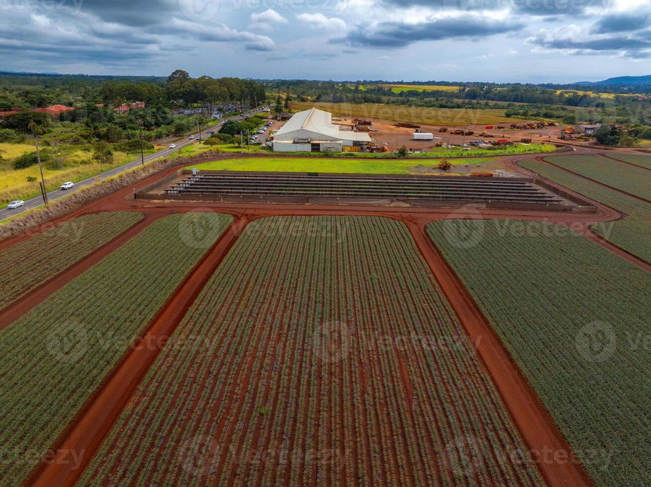 Aerial view of the Dole pineapple plantation with red soil, green crops, a white building, surrounding facilities, and a road bordered by trees. photo