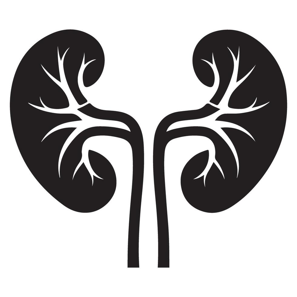 Kidney Anatomy Illustration A Detailed View of Renal System Health vector