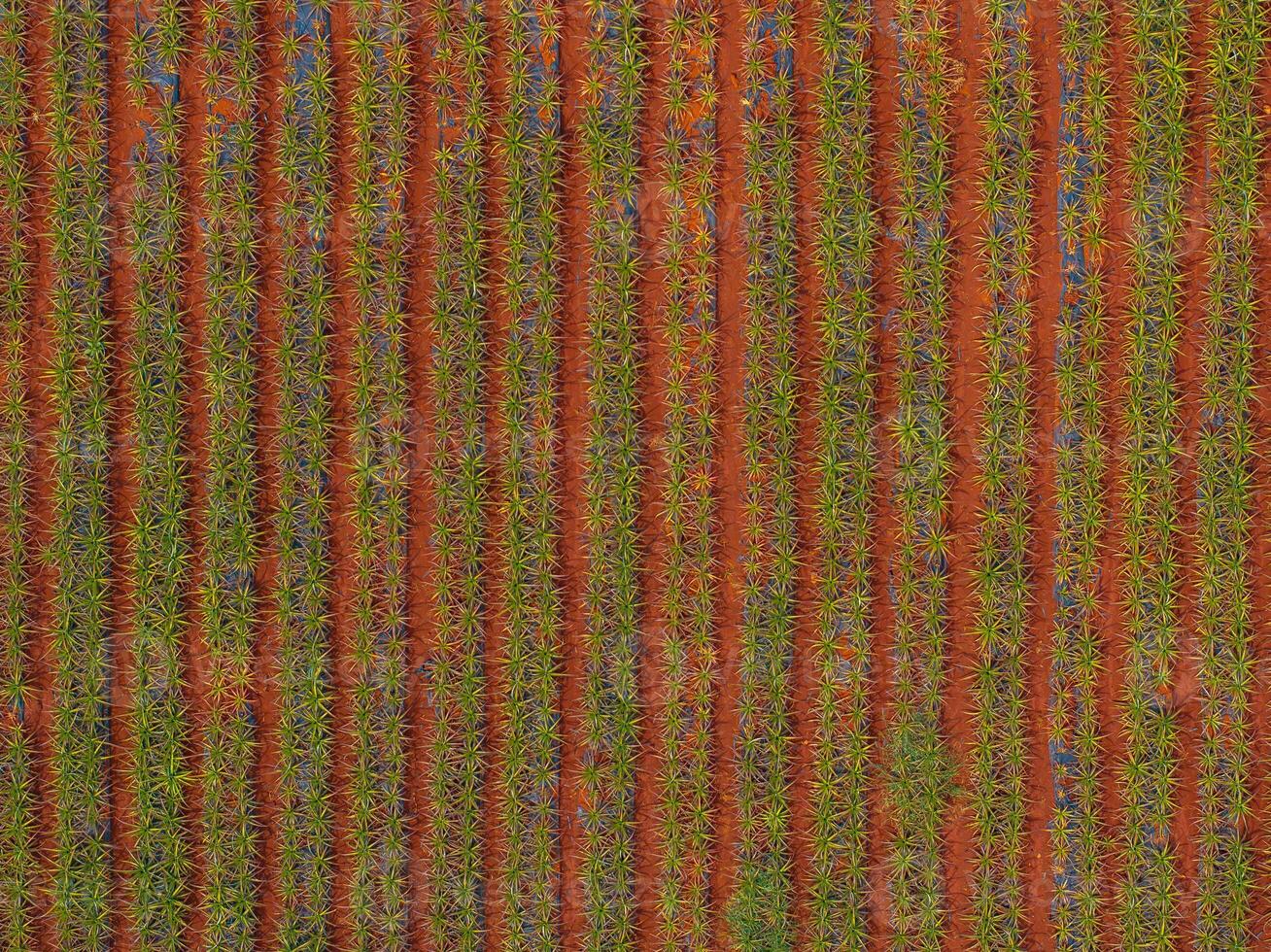 Aerial view of a pineapple plantation with green plants in neat rows across reddish brown soil, showcasing a symmetrical and vibrant landscape. photo