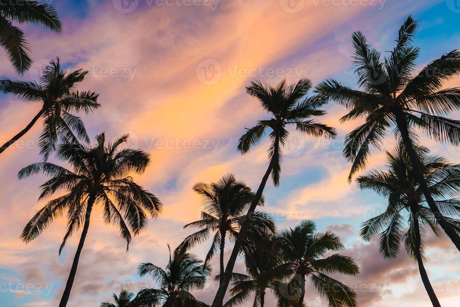 Tall palm trees stand silhouetted against a colorful sunset sky with pink, orange, and blue hues, creating a serene tropical atmosphere in Hawaii. photo
