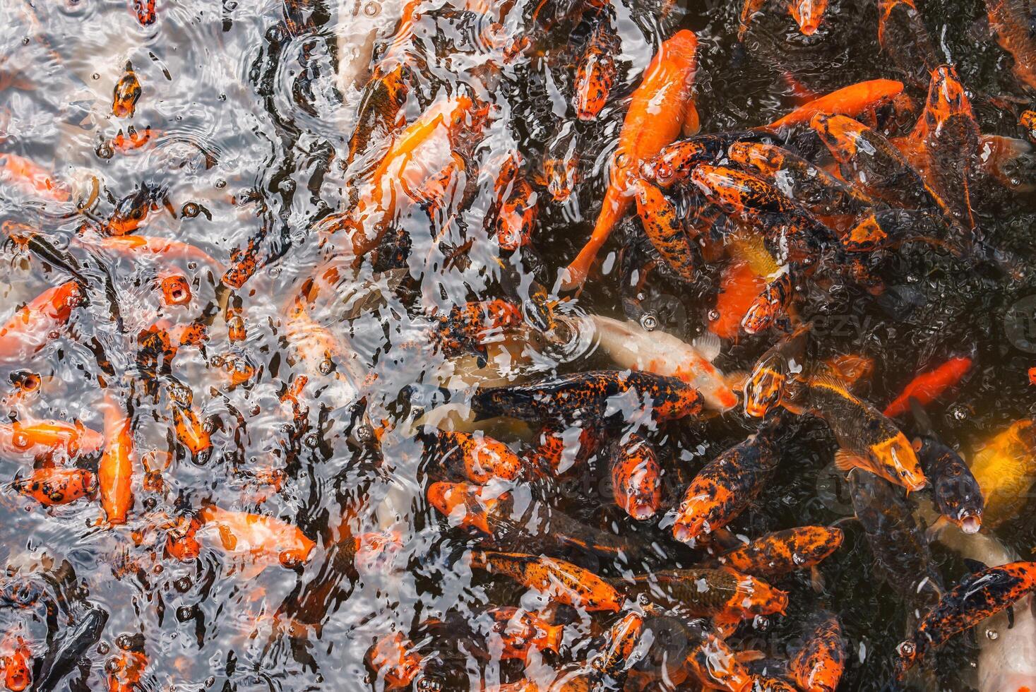 A vibrant group of koi fish with orange, black, and white patterns swim in a rippling pond, reflecting light in a serene garden setting in Hawaii. photo