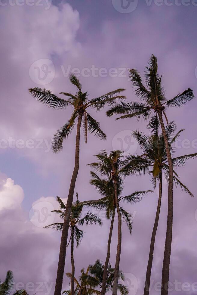 Tall palm trees with slender trunks and feathery fronds stand silhouetted against a pink and purple sky, evoking a tropical atmosphere in Hawaii. photo