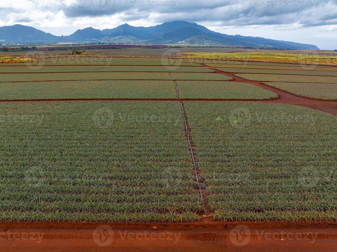 Neatly organized rows of pineapple crops on red soil with lush green mountains in the background under a partly cloudy sky in Oahu, Hawaii. photo