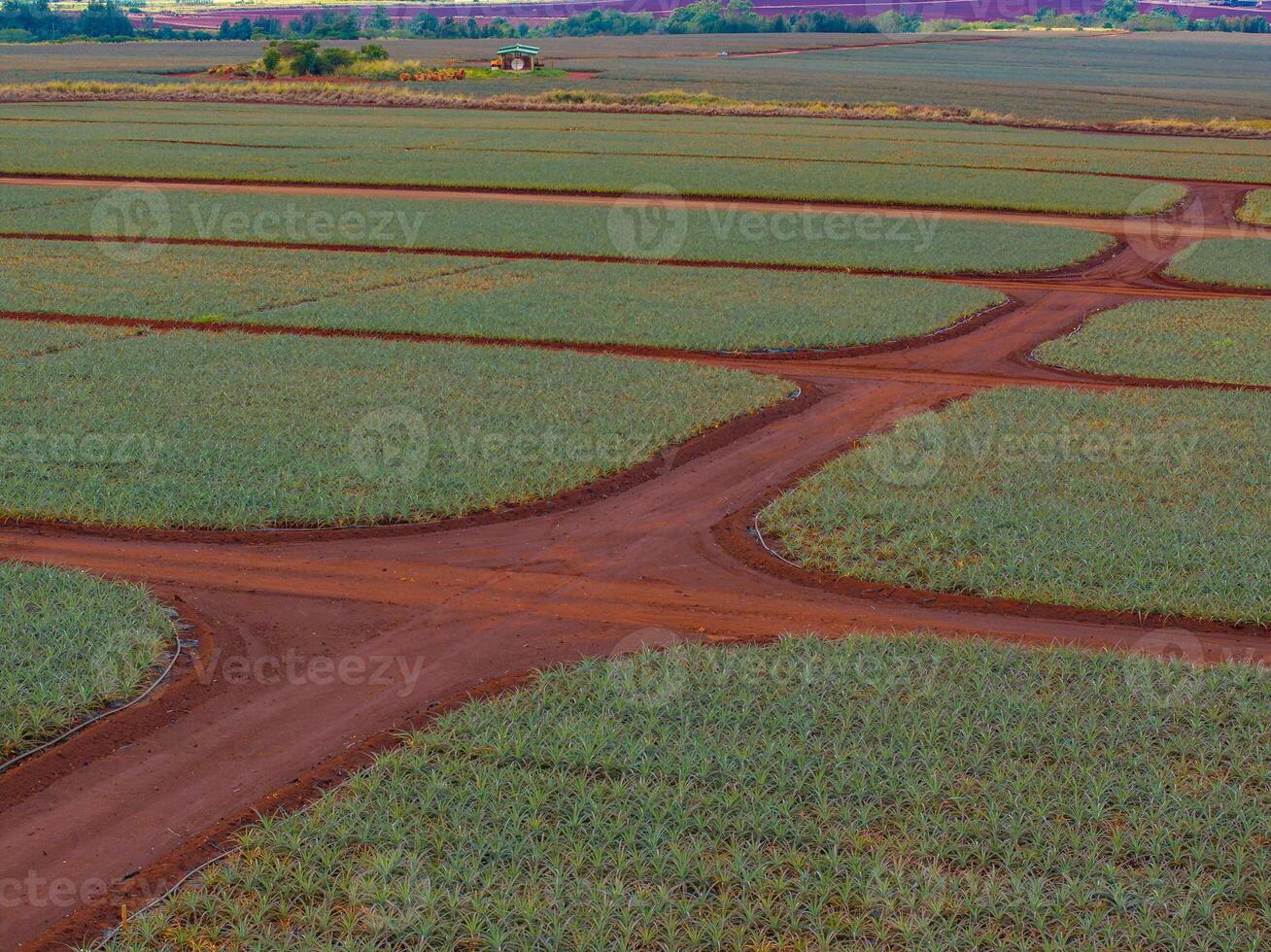 Neatly organized rows of pineapple plants with red dirt paths, a small structure, and distant trees on Oahu island's Dole plantation. photo