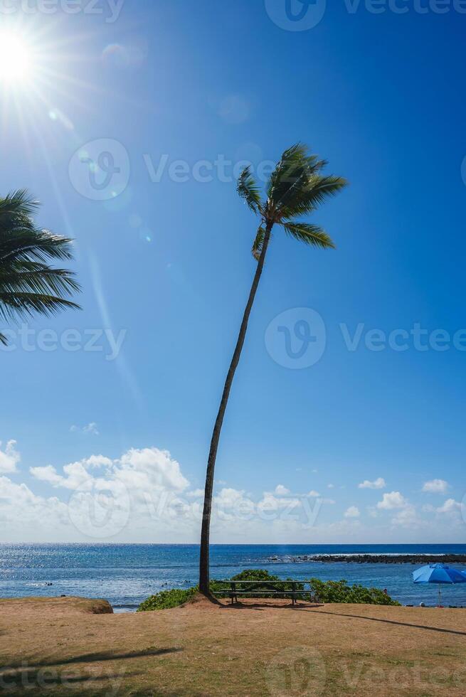 A tall palm tree leans over a bench on dry grass near sparkling ocean waters. A breakwater extends into the sea, with a beach umbrella in the distance. photo