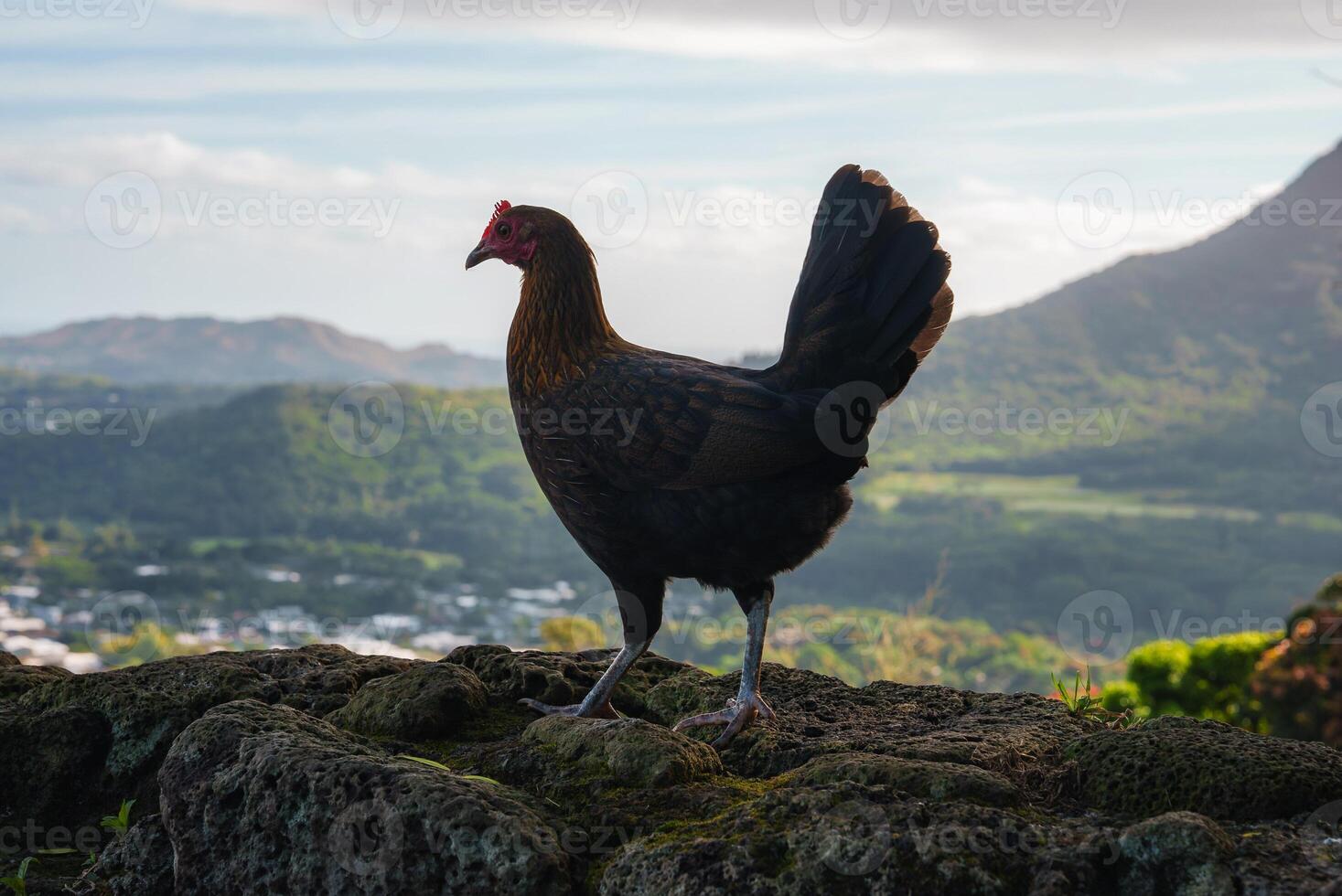 Chicken on Rocky Surface with Lush Valley and Distant Mountains photo