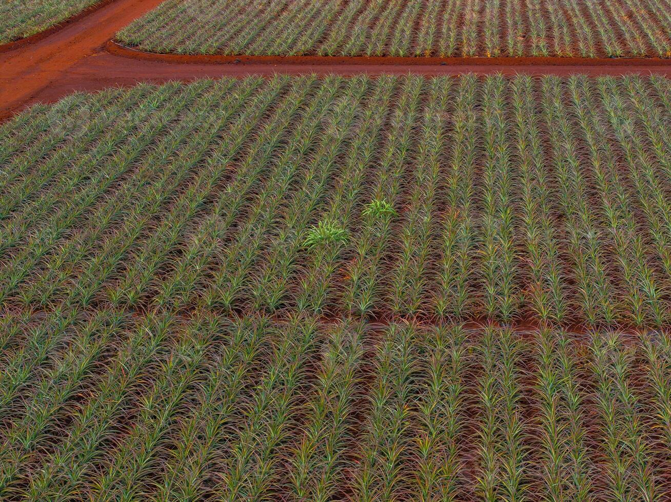 Rows of green pineapple plants grow in red soil, divided by dirt paths in a grid pattern. Likely part of the Dole plantation on Oahu, Hawaii. photo