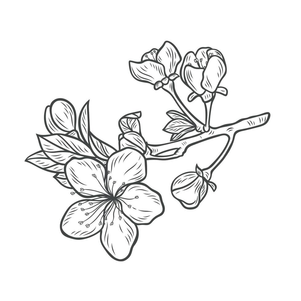 Sakura branch in engraving style vector