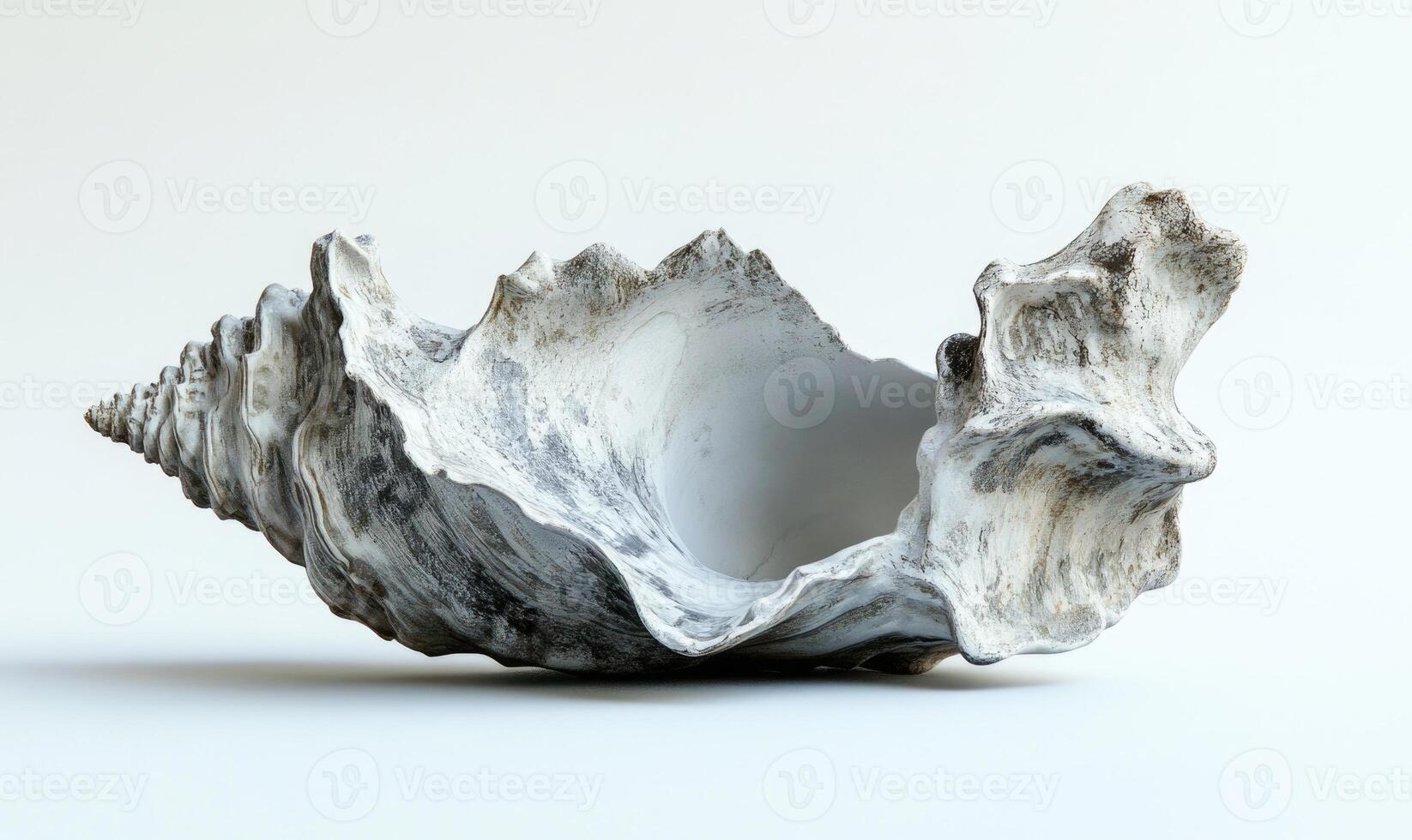 A white shell with a black and white pattern photo