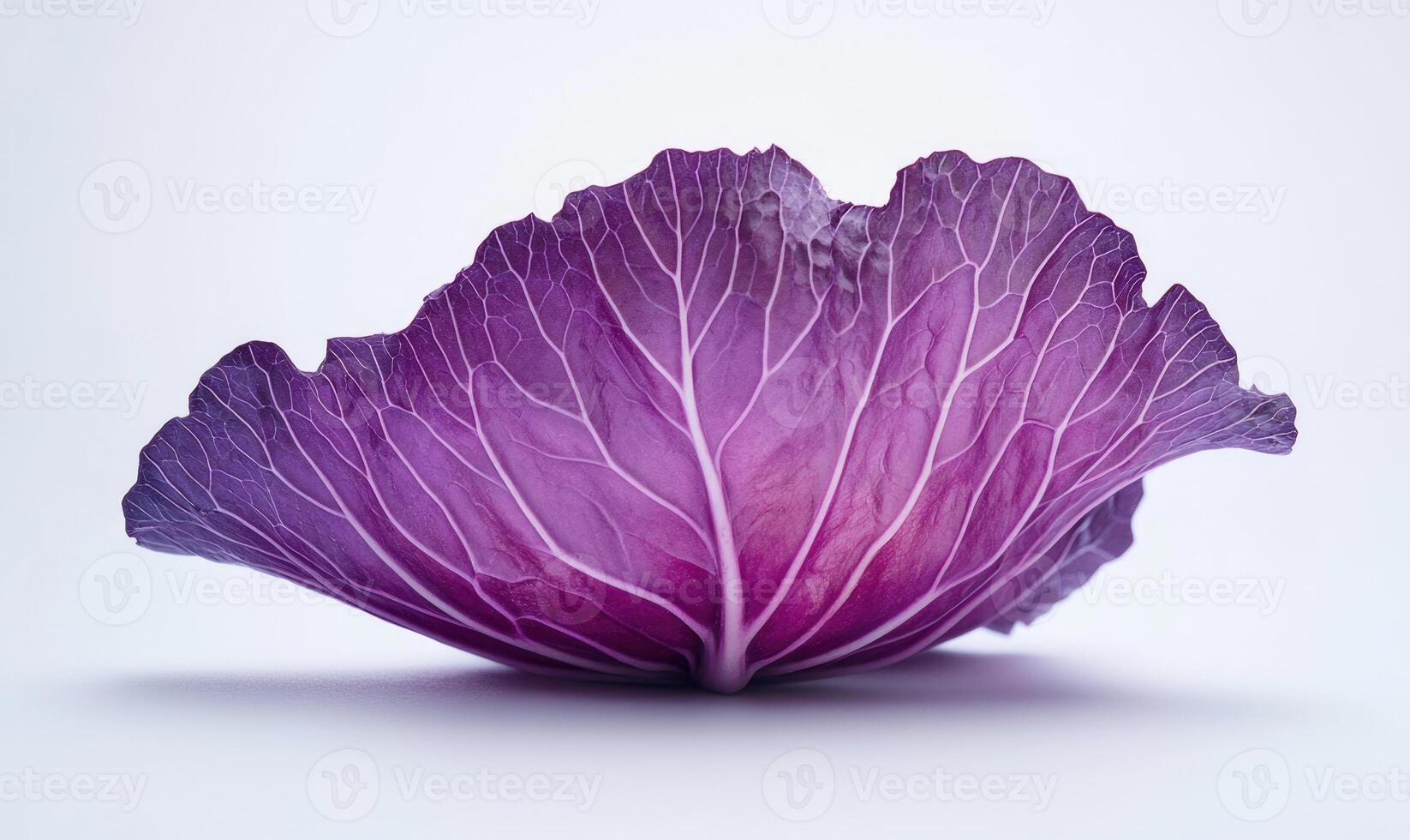 A purple leaf of a cabbage photo