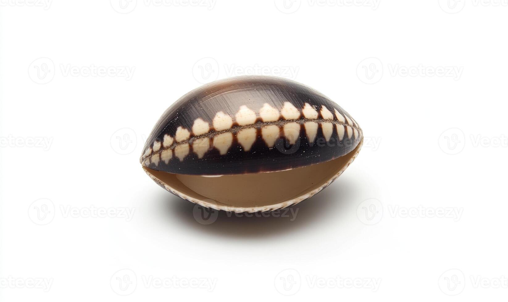 A small shell with a white and brown pattern photo