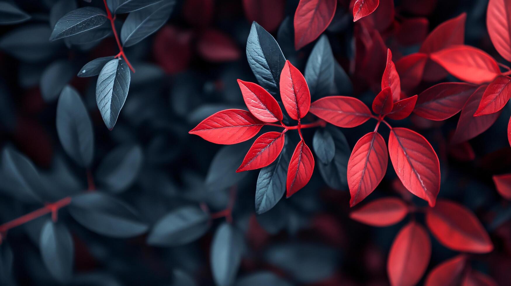 A close up of a leafy plant with red and blue leaves photo