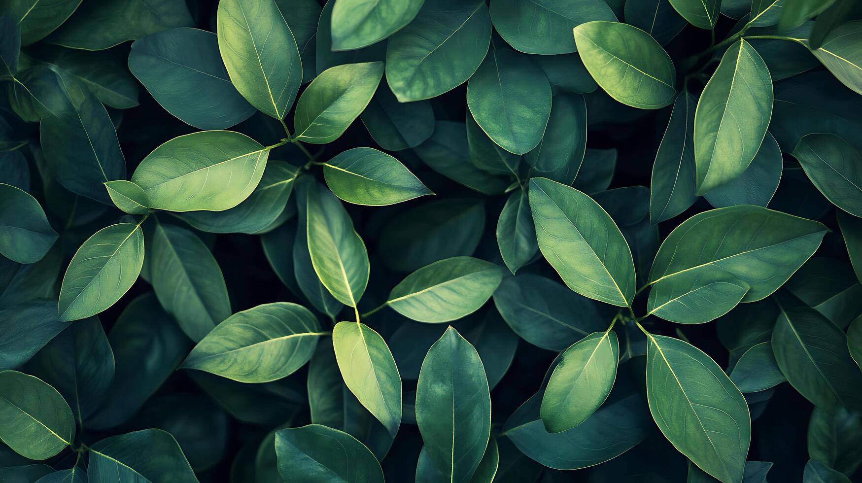 Lush green leaves create a calming, nature-inspired scene. The leaves are a gradient of greens, creating depth and texture in this botanical image. photo