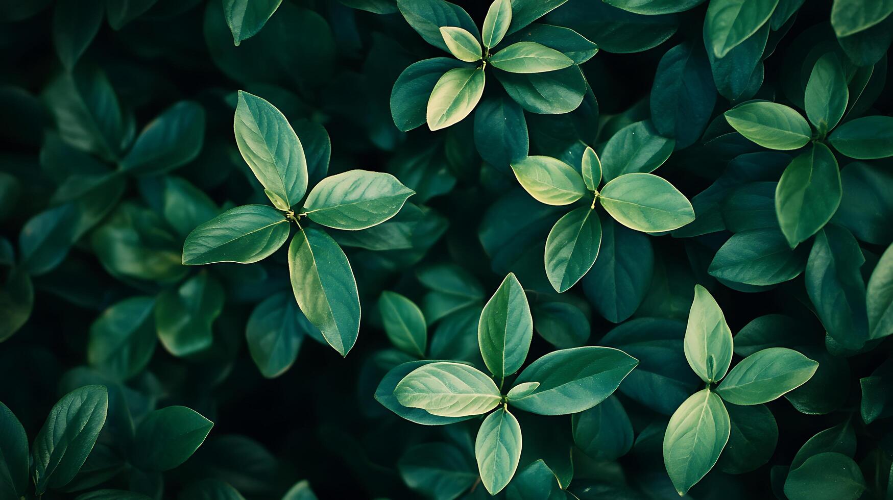 Lush green leaves create a calming nature scene. Perfect for adding a touch of serenity to your project. Nature's beauty captured. photo