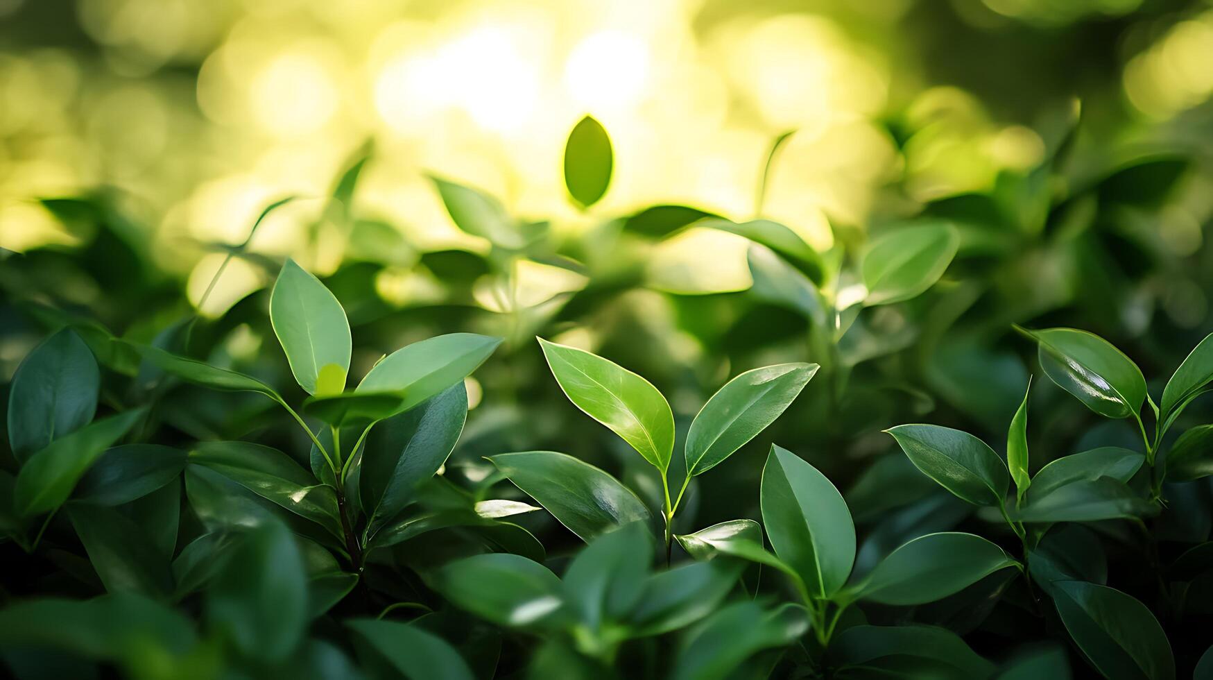 Lush green leaves with a soft, warm glow create a refreshing, natural scene, inviting tranquility and connection to the environment. photo