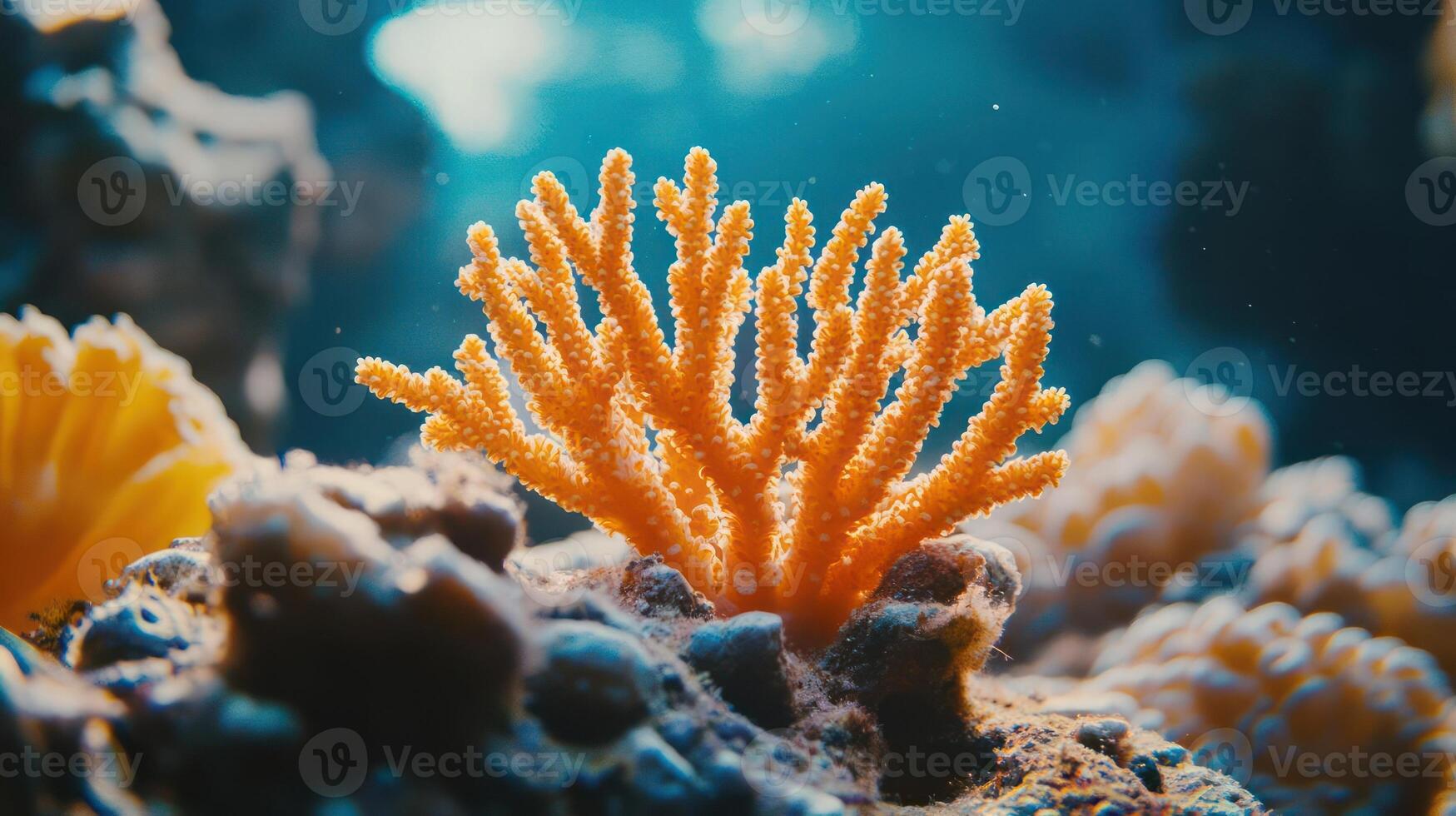 Close-up view of coral reefs photo