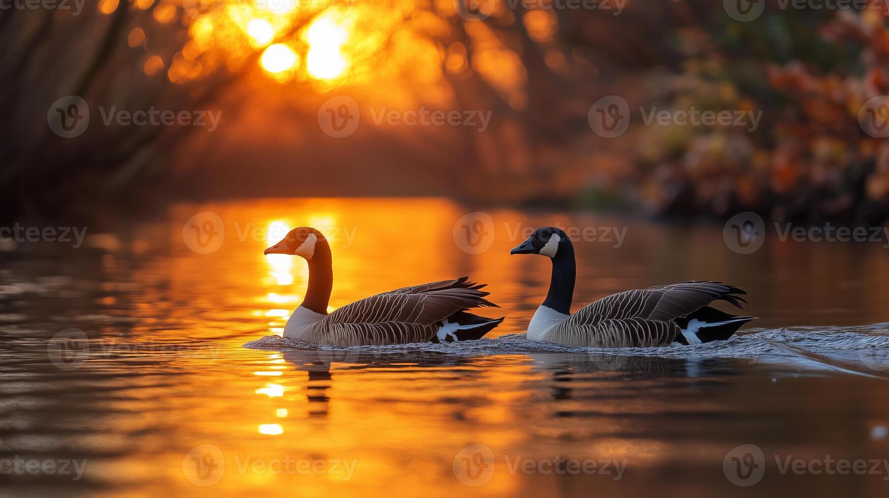 Two geese swimming in the water at sunset photo