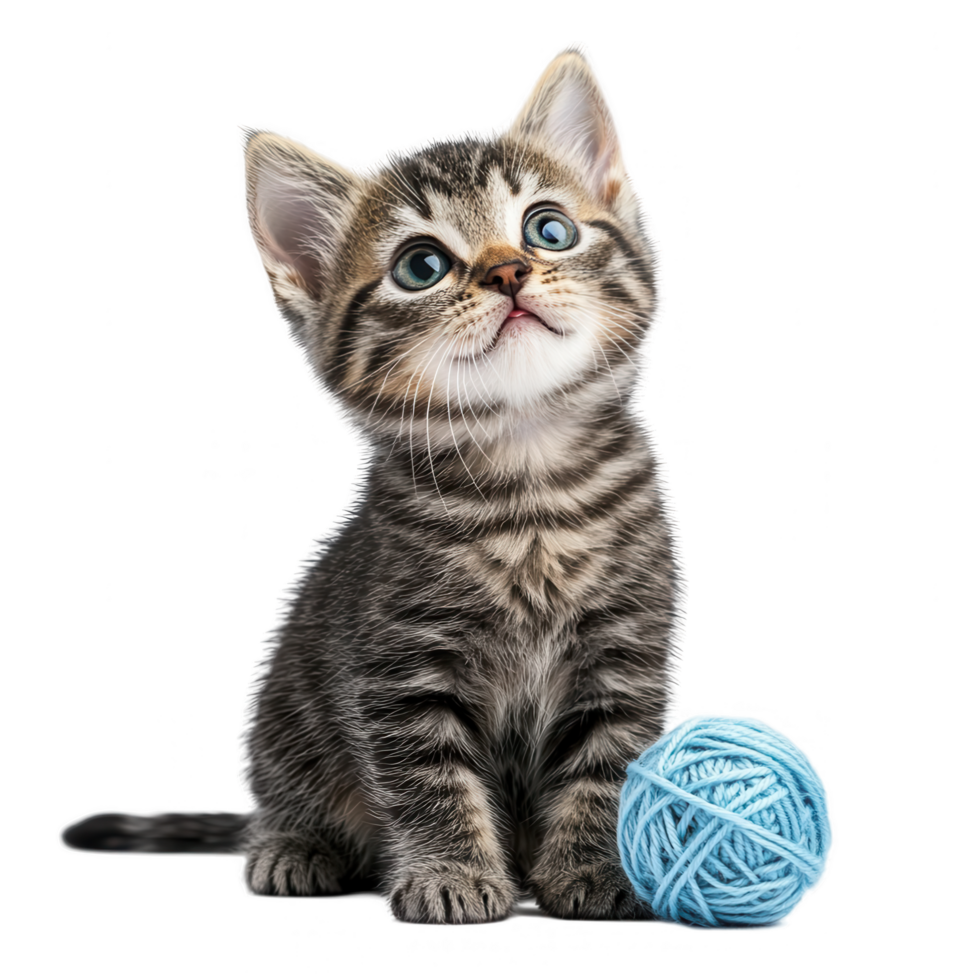 A kitten sitting next to a ball of yarn png