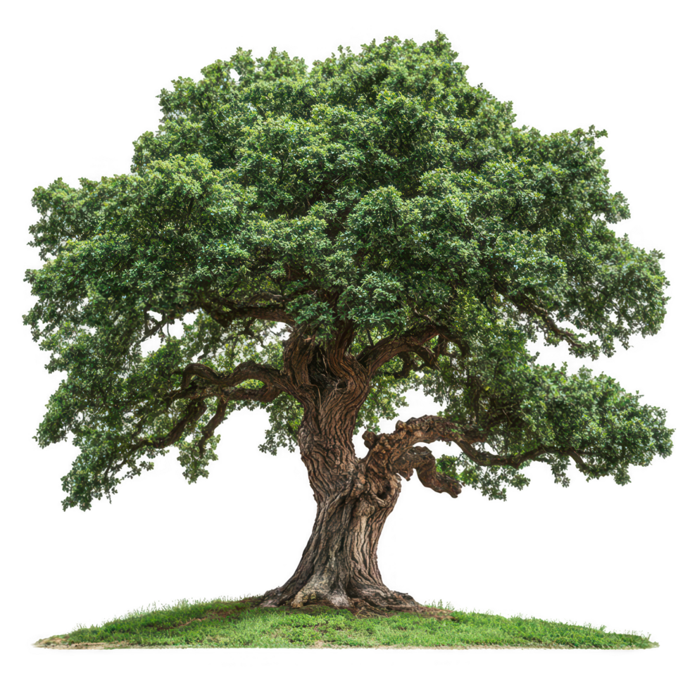 An oak tree on a grassy hill png
