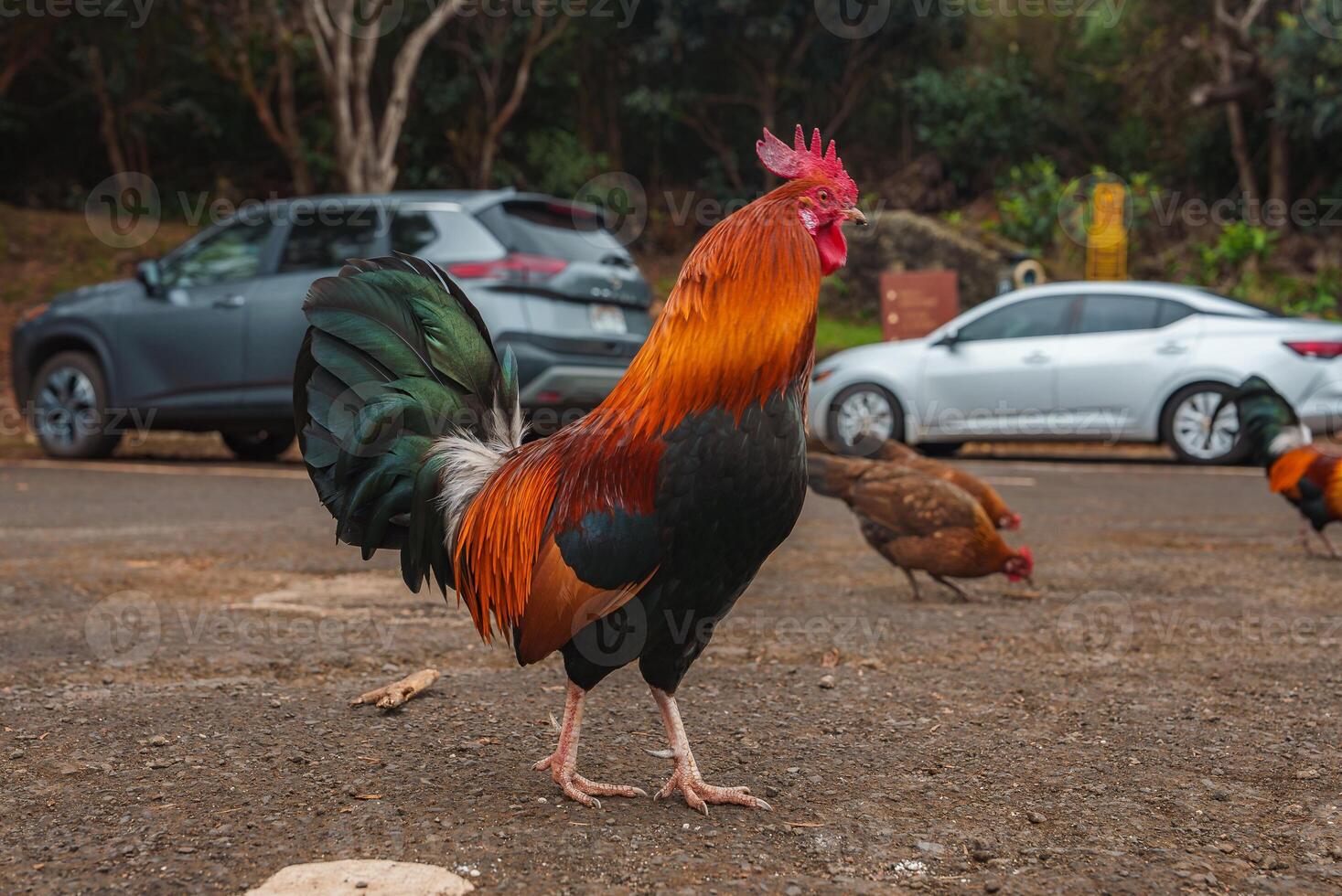 A vibrant rooster and two hens stand near parked cars in a tropical setting. Lush greenery and trees in the background suggest Kauai, Hawaii. photo