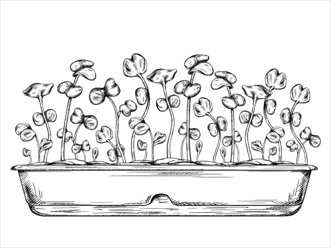 illustration of Young green sprouting radish sprouts from seeds. A plant in pot drawn in black ink graphically. Organic micro-greens for healthy food, dishes, salads. Garden inside the house vector