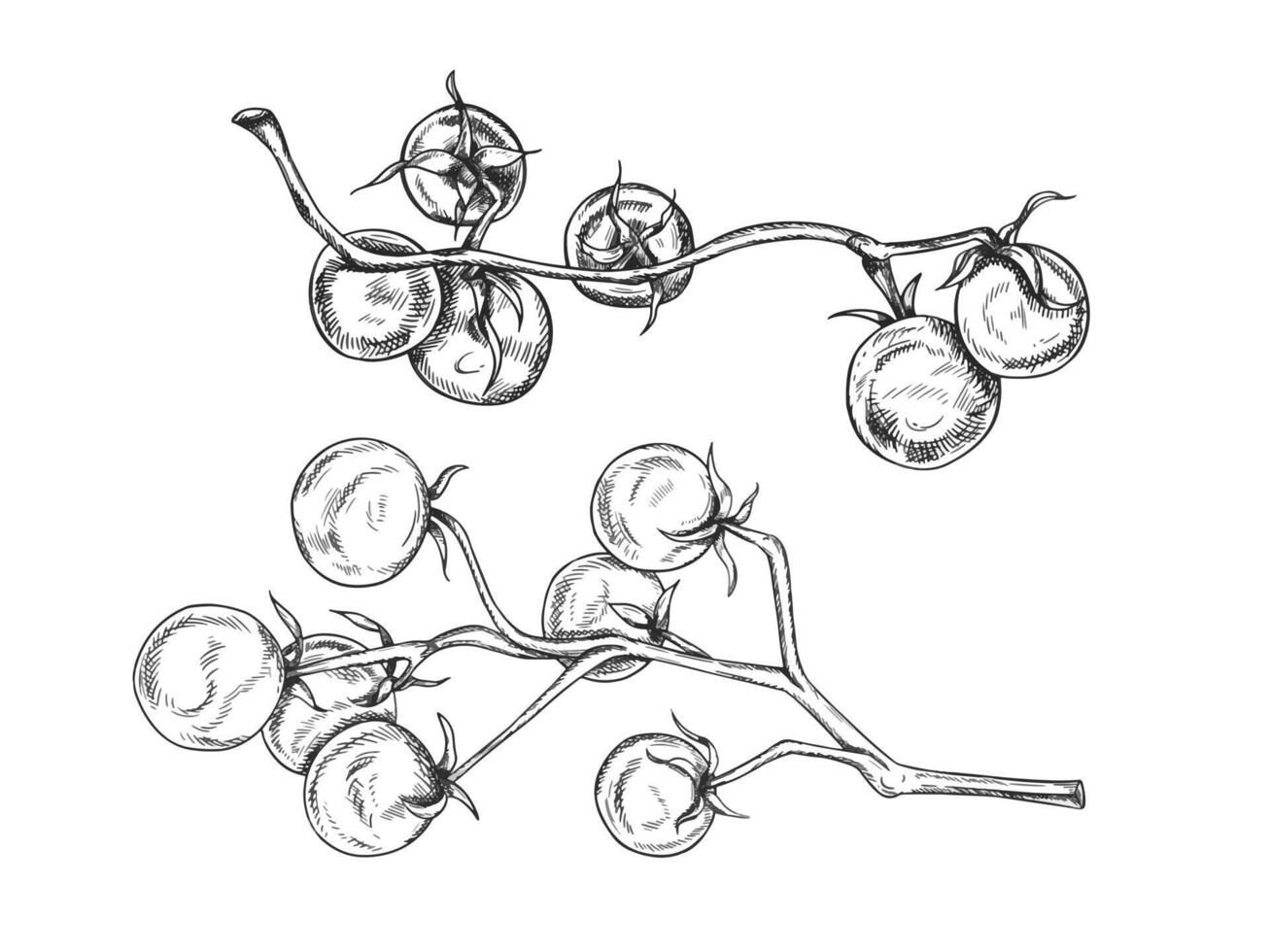 illustration of sprig of cherry tomatoes. Organic vegetables, healthy harvest. Ingredients for cooking, farm products. Hand drawn illustration in line art by black inks, isolated background vector