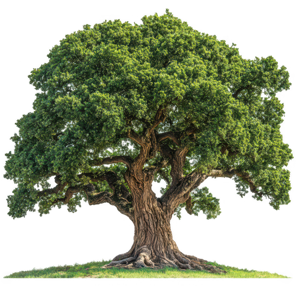 An oak tree on a grassy field png