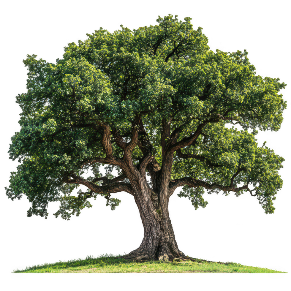 An oak tree is shown on a green field png