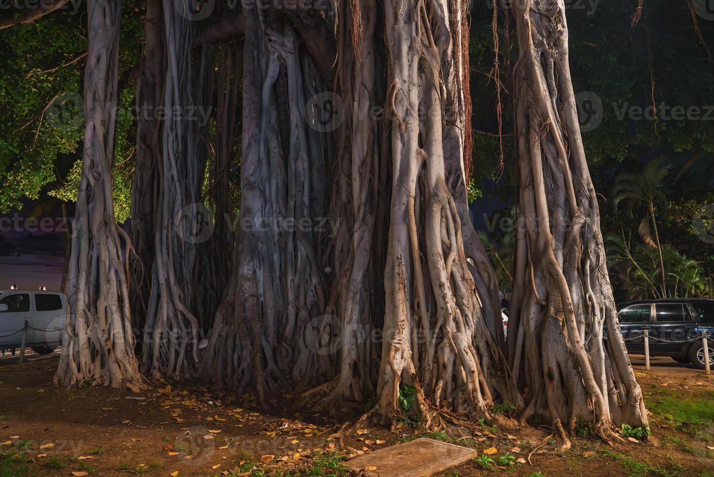 A massive banyan tree with intricate roots and a thick trunk, lit dramatically at night. Surrounded by parked cars, a paved walkway, and tropical greenery. photo