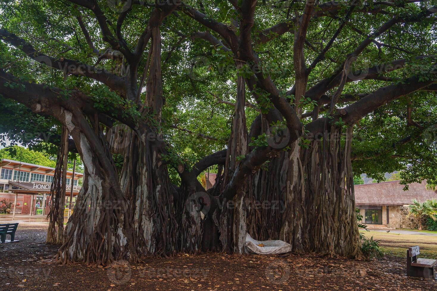 A sprawling banyan tree with intricate roots and dense foliage in Honolulu, Hawaii, surrounded by small buildings, benches, and pathways. photo