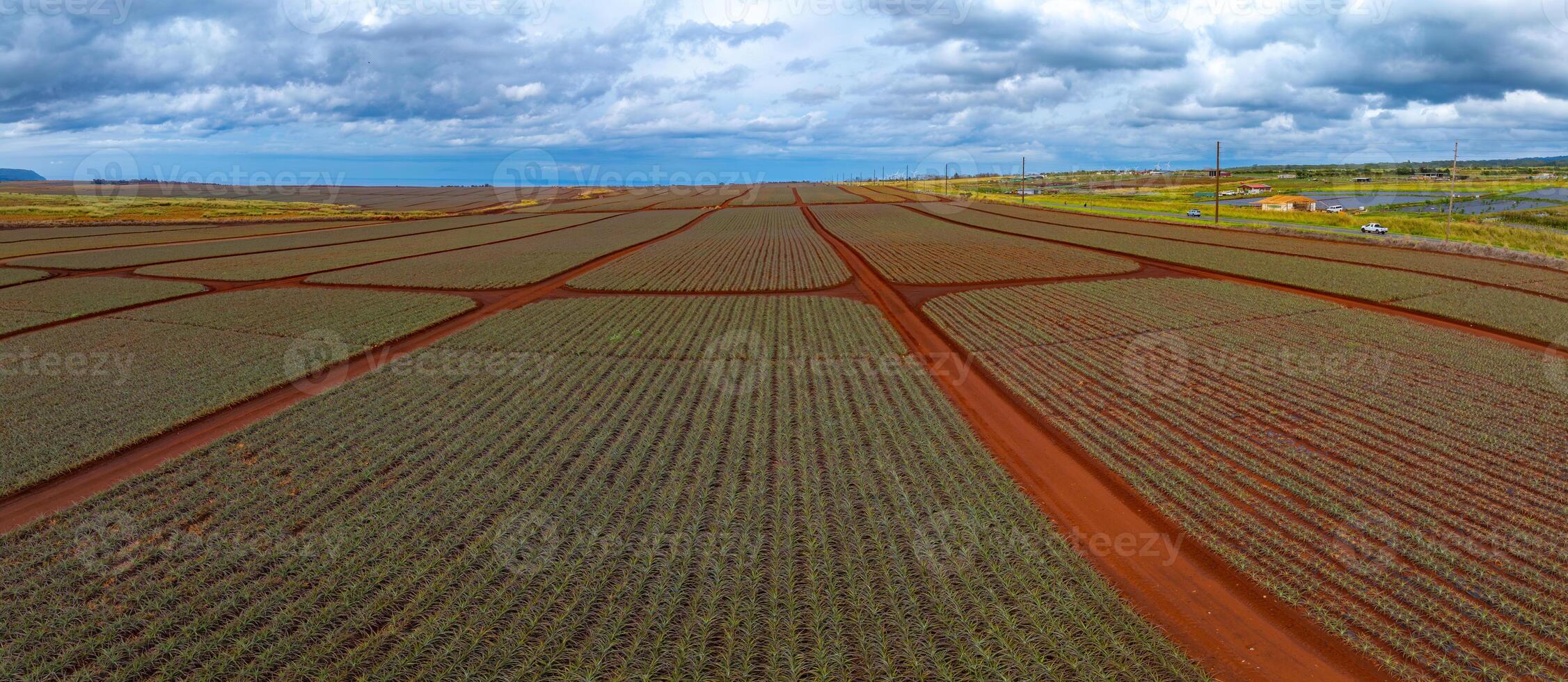 Neatly organized rows of pineapple plants on red soil stretch to the horizon. Distant structures and the ocean are visible under a cloudy sky. photo