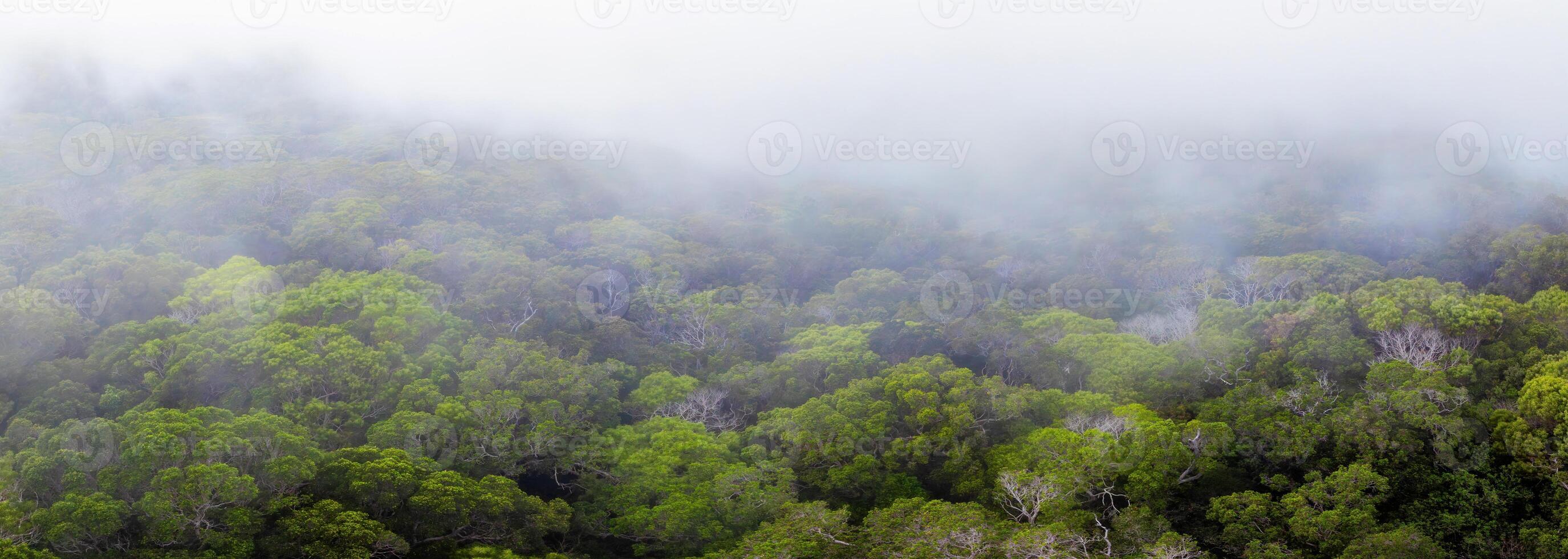 A mist covered tropical forest on Kauai island, Hawaii, featuring a vibrant green canopy, visible tree trunks, and an atmosphere of depth and mystery. photo