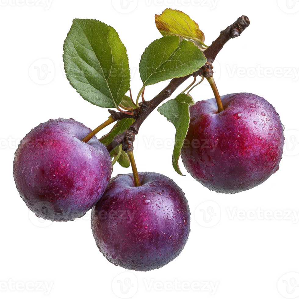 Three plums are on a branch with leaves png