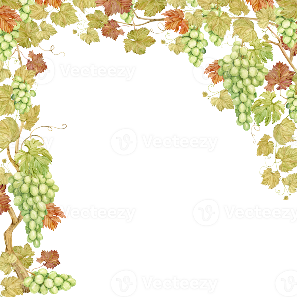 Watercolor vertical frame with grapes. Illustration of grapevine, green berries and leaves. Frame for white wine, jam, juice label. Clipart for wine, cafe, restaurant. png