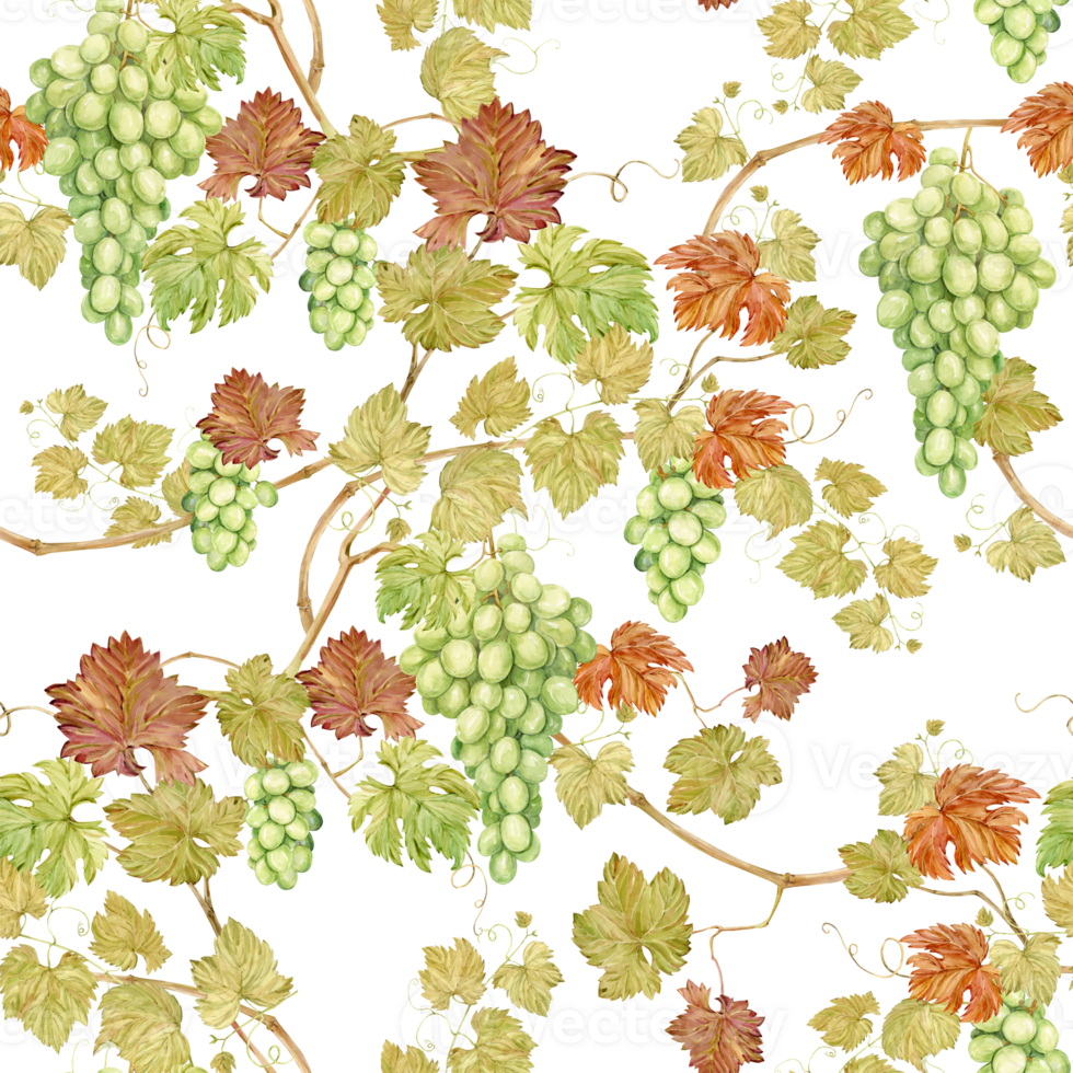 Seamless background with grape vine. Beautifully intertwined branches with green berries and foliage. Watercolor illustration in old art deco style. Clipart for wine label design, for a rustic wedding png