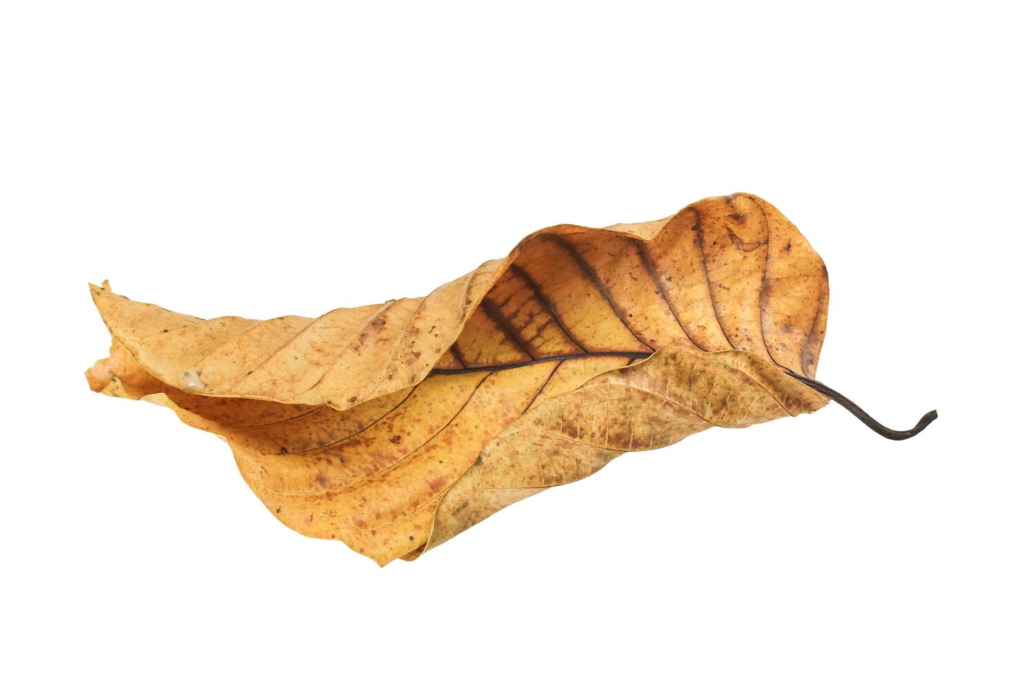 3. Cutout of yellowish leaves with clipping paths on white background allowing for easy editing. Perfect for digital art, nature inspired designs, and environmental themed projects. photo