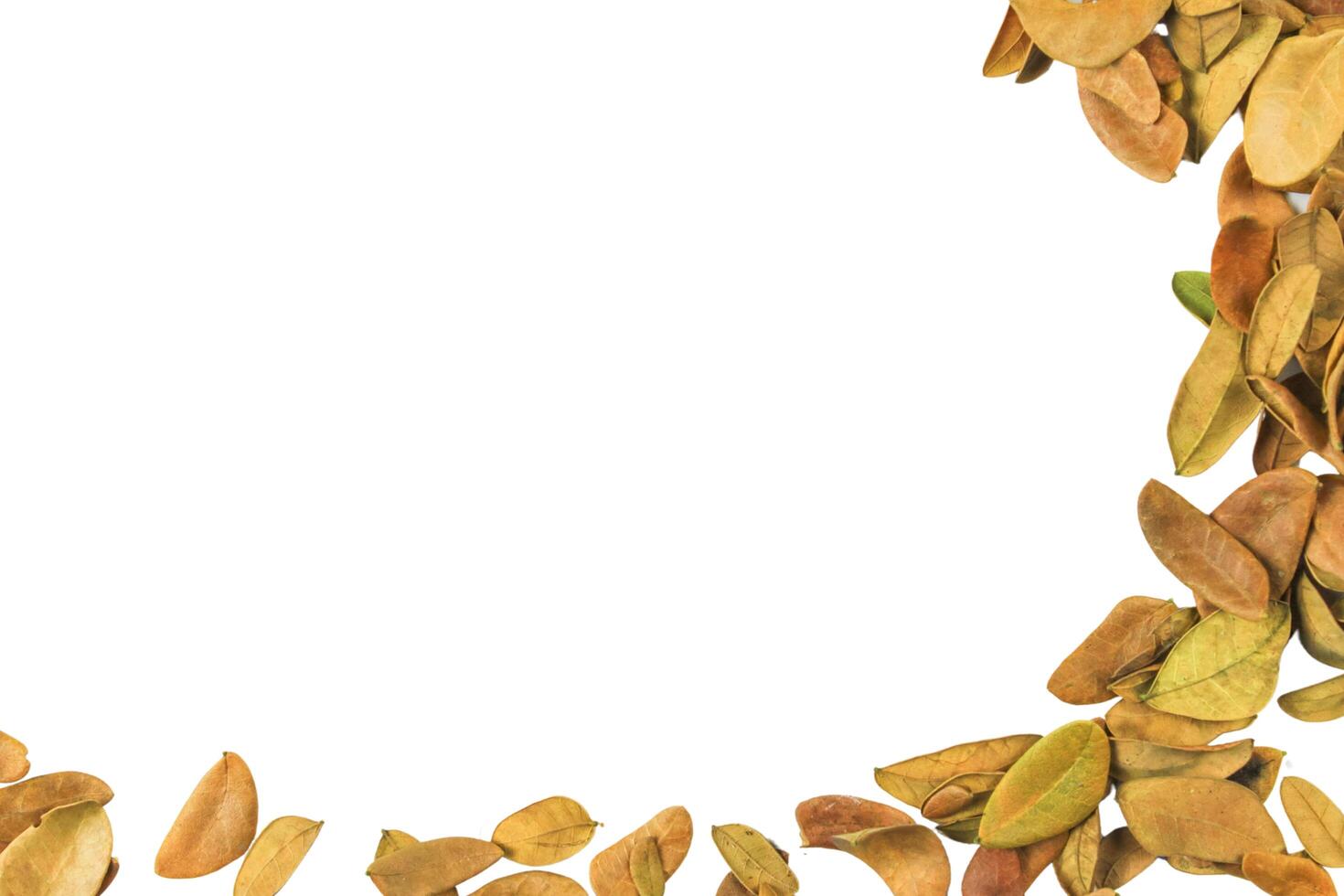 Cutout of leaf texture background with copy space and clipping paths on white background. Ideal for graphic design, card making, and nature themed creative projects.1 photo