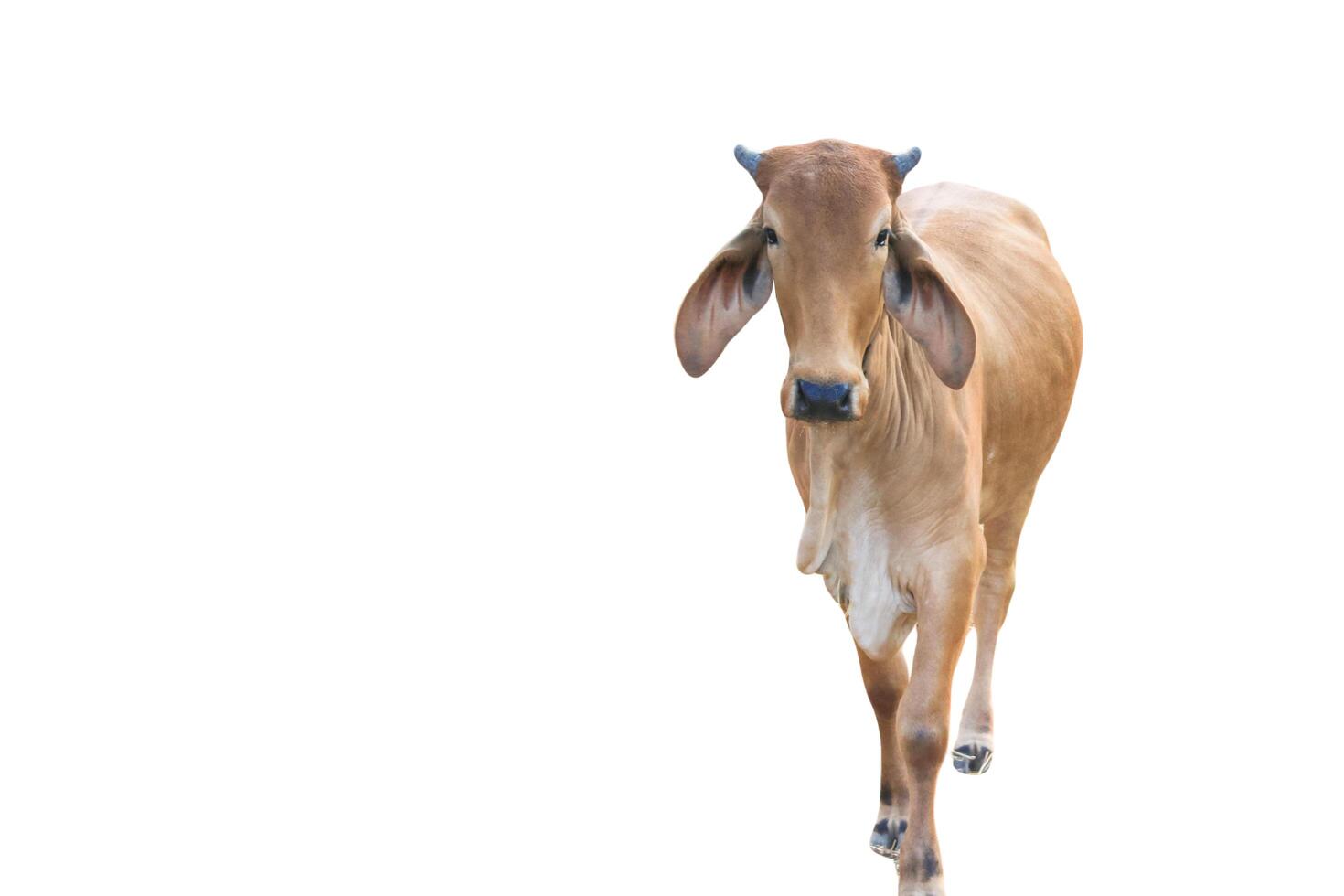 4. Cutout image of cow with precise clipping paths, set against white background. photo