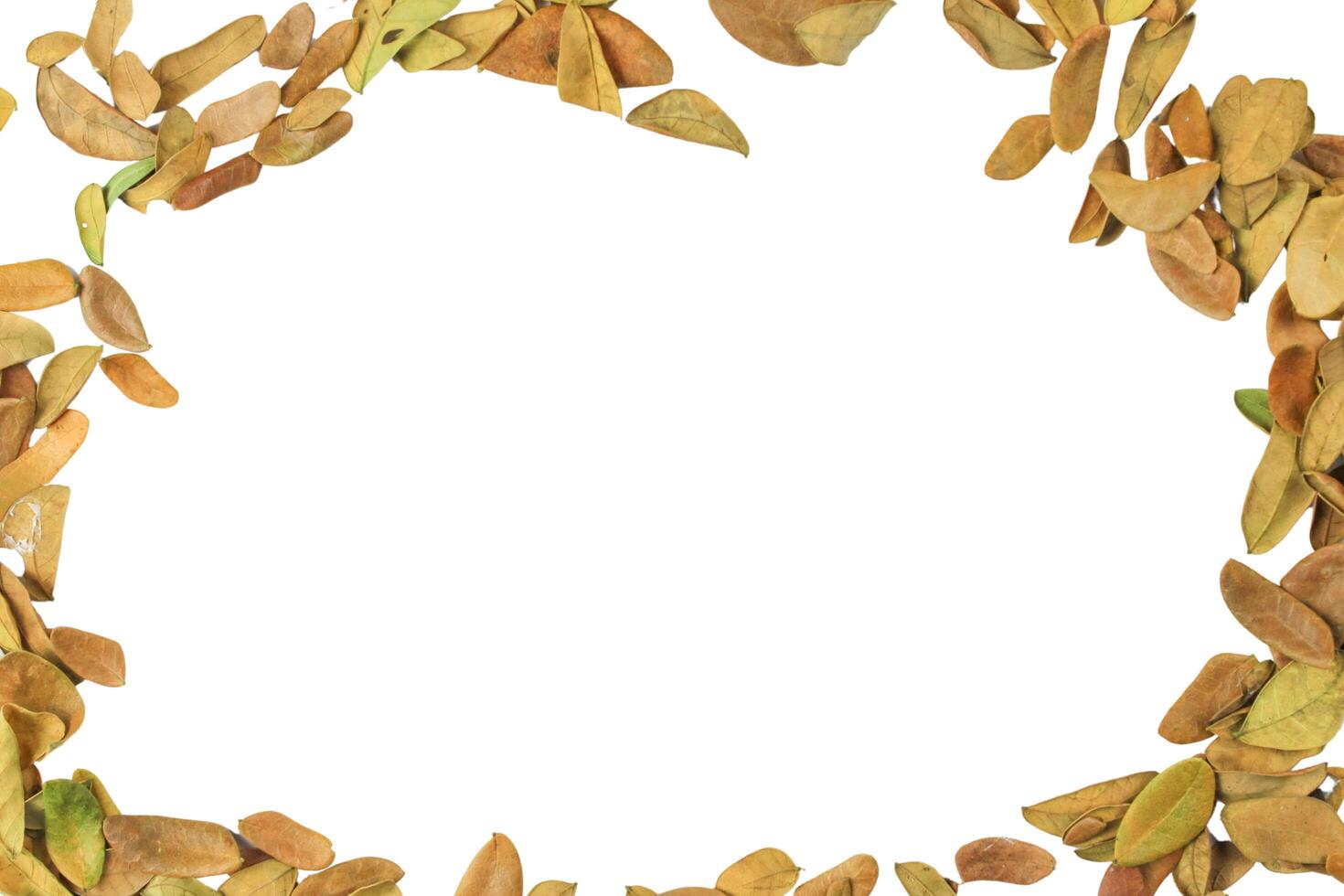 4. Cutout of leaf texture background with copy space and clipping paths on white background. Ideal for graphic design, card making, and nature themed creative projects. photo