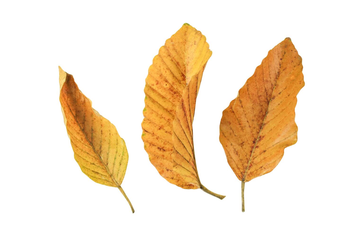 2. Detailed cutout of yellowish leaves with clipping paths on white background allowing for easy editing. Perfect for digital art, nature inspired designs, and environmental themed projects. photo