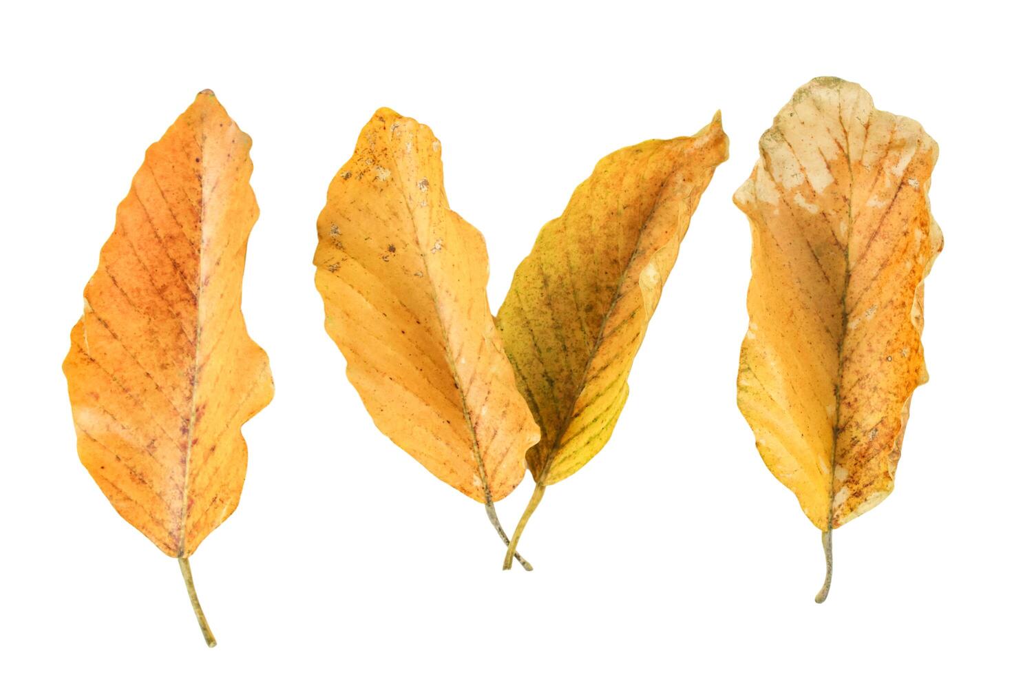 2. Detailed cutout yellowish leaves with clipping paths on white background allowing for easy editing. Perfect for digital art, nature inspired designs, and environmental themed projects. photo