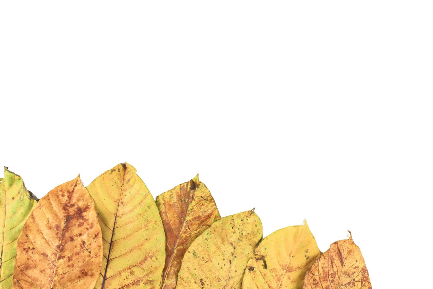 1. Detailed cutout yellowish leaves with clipping paths on white background allowing for easy editing. Perfect for digital art, nature inspired designs, and environmental themed projects. photo