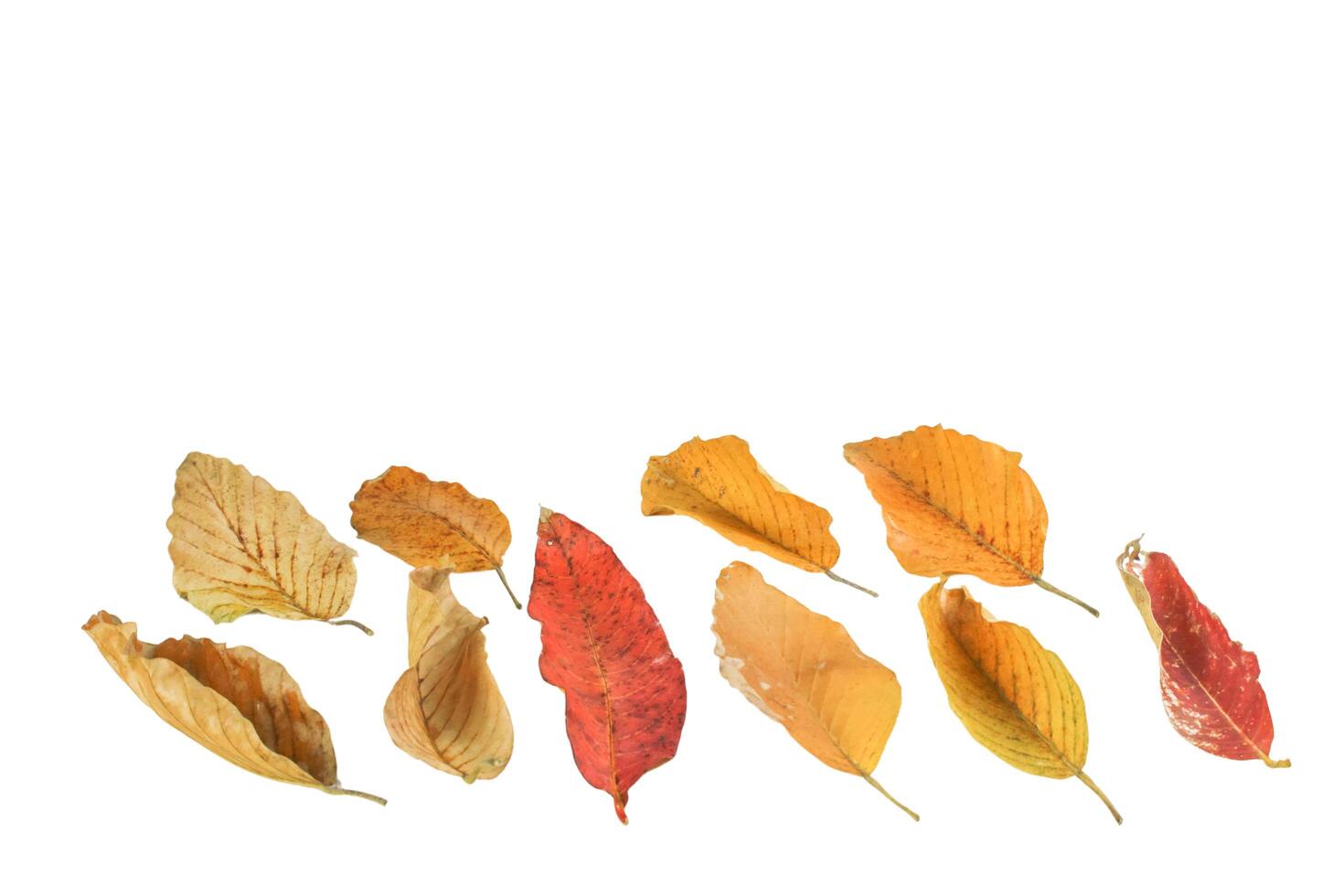 6. Detailed cutout of yellowish leaves with clipping paths on white background allowing for easy editing. Perfect for digital art, nature inspired designs, and environmental themed projects. photo