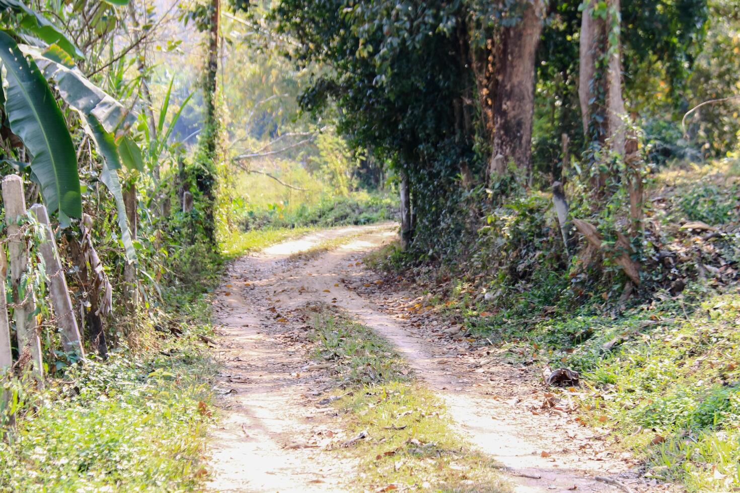 A winding dirt road surrounded by tall, shady trees leads to remote farmlands. This peaceful rural scene highlights the connection between nature and agricultural life. photo