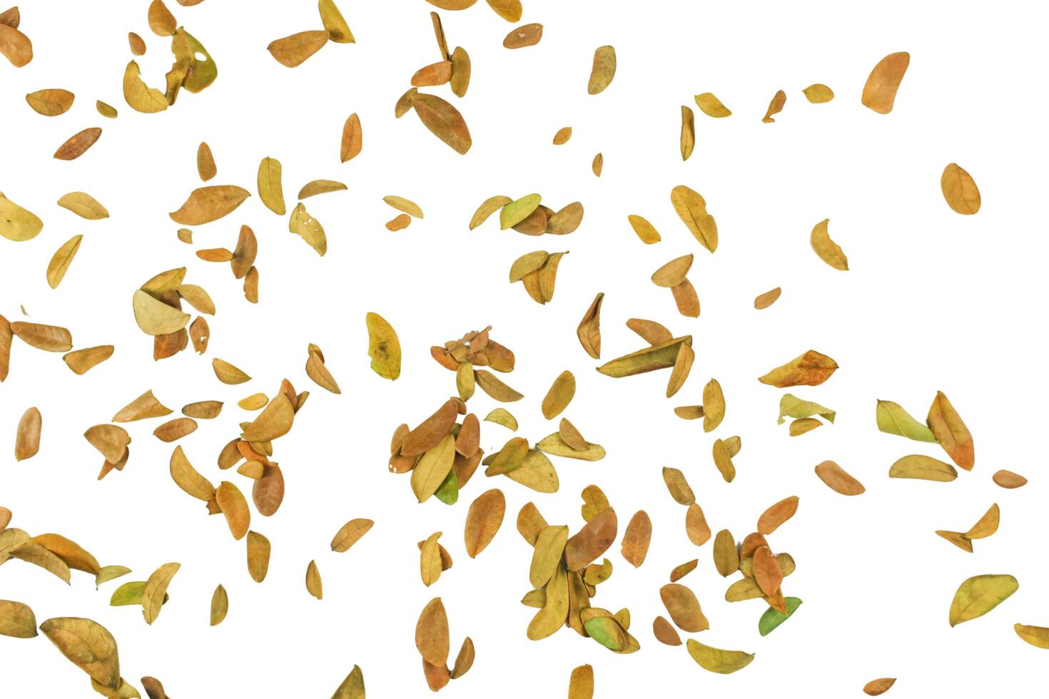 5. Cutout of leaf texture background with copy space and clipping paths on white background. Ideal for graphic design, card making, and nature themed creative projects. photo