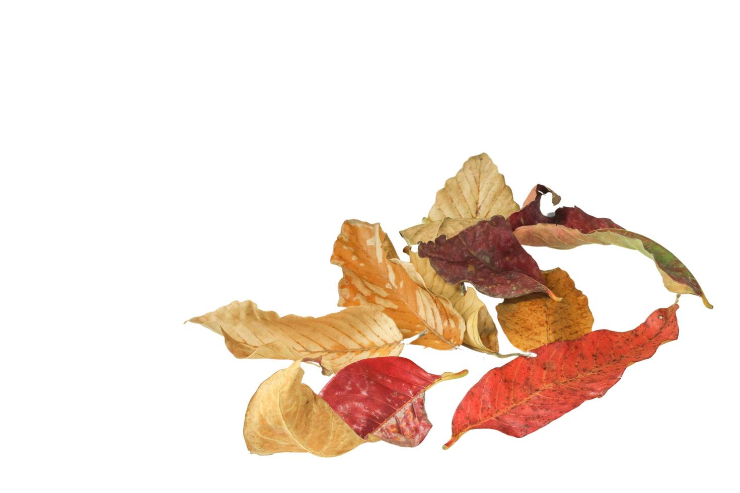 4. Detailed cutout of yellowish leaves with clipping paths on white background allowing for easy editing. Perfect for digital art, nature inspired designs, and environmental themed projects. photo