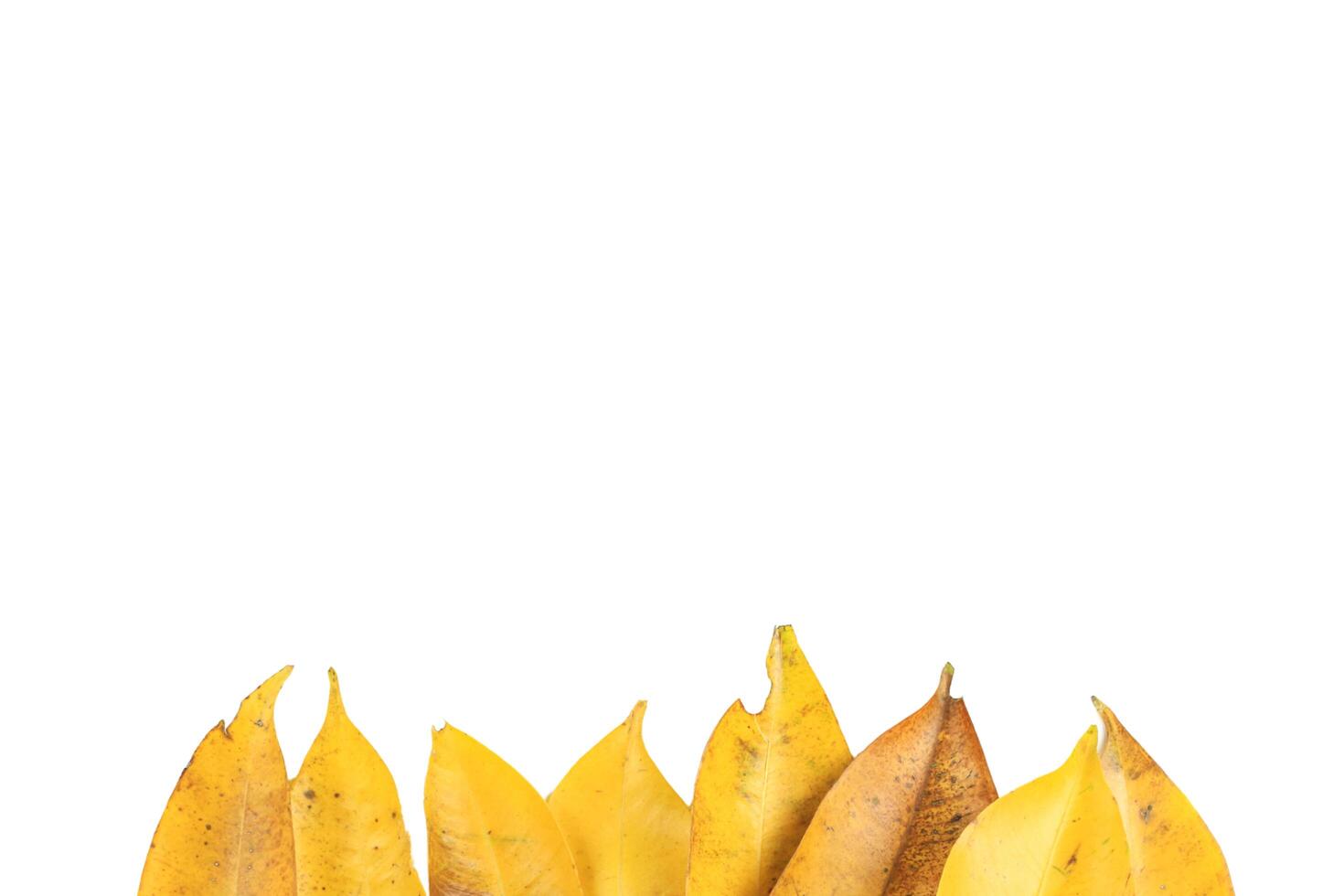 2. Cutout of yellow leaves with insect holes and black spots on white background with clipping paths. photo