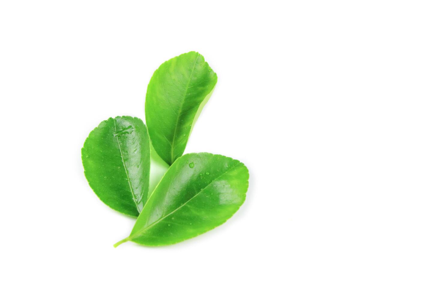 10. Isolation of green lime leaves with clipping paths on white background photo